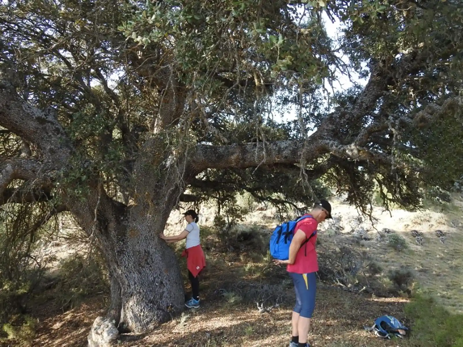 arboles conexion naturaleza.alto tajo