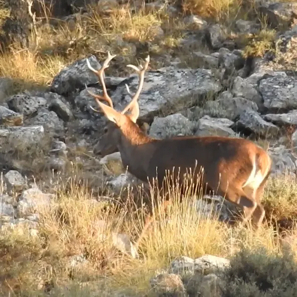 berrea ciervo alto tajo